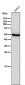 Anti-Wnt5a Rabbit Monoclonal Antibody